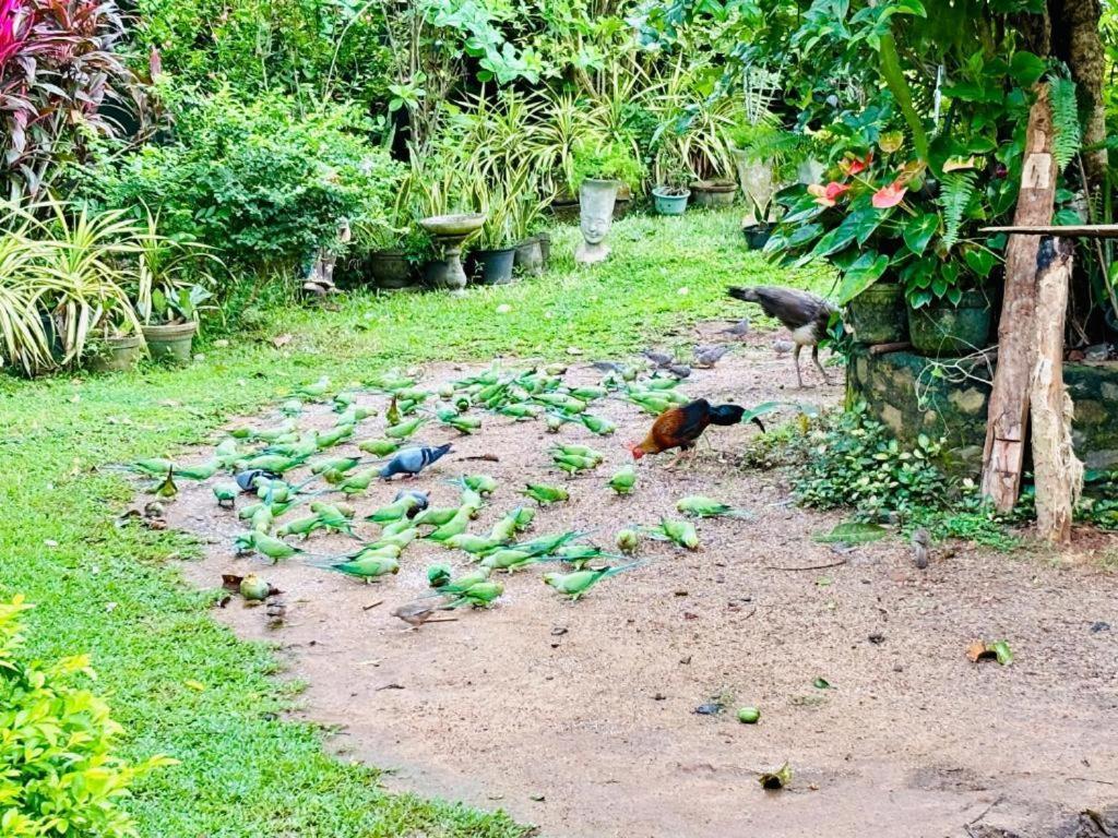 Bird House Villas Tangalle Exterior foto
